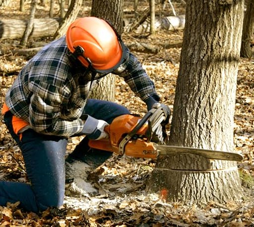 Tree Removal in Holland, IA